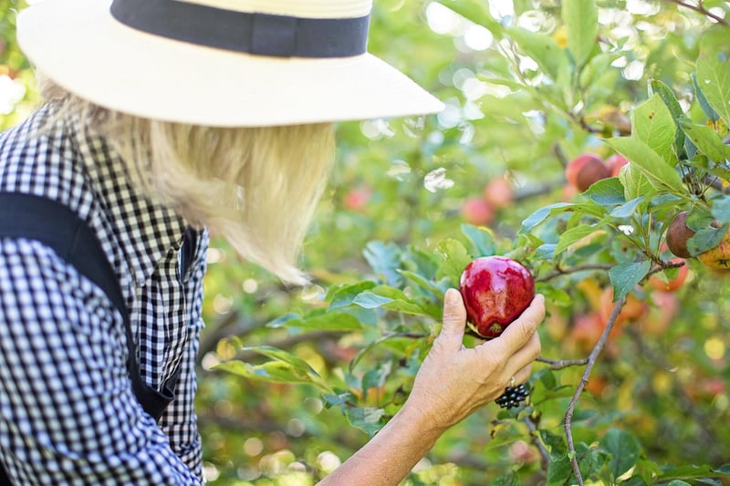 Seasonal Produce Picks